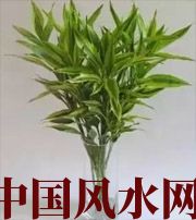 云浮十二生肖养什么植物最旺财运？你知道吗！